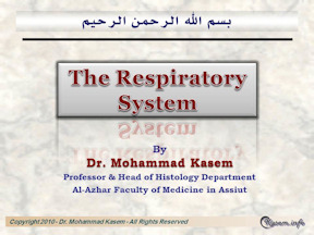 Histology of The Respiratory   System