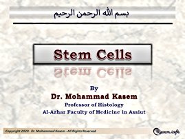 Histology of Stem Cells