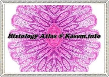 Histology Atlas