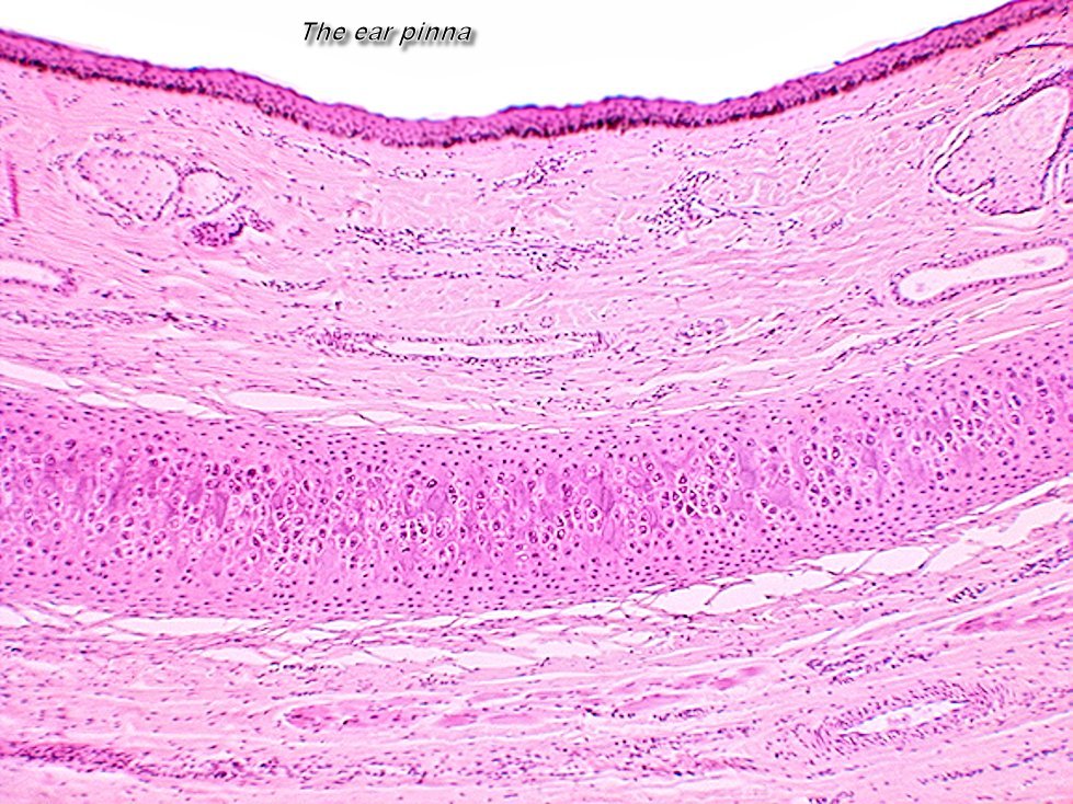 External Ear Histology